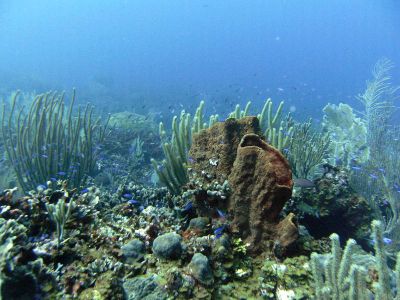 Los Carriles Diving Spot Las Galeras Samana